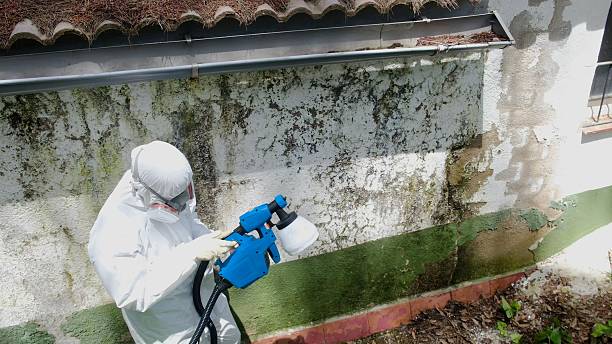 Top rated local Basement Mold Removal specialists in DuPont, WA